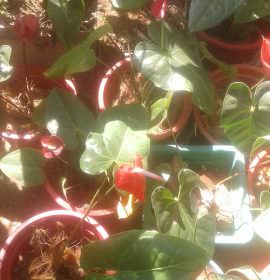 Wasana Nursery