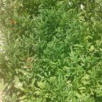 Nipuni Nursery