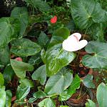 Chanchala Nursery