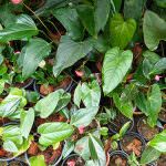 Chanchala Nursery