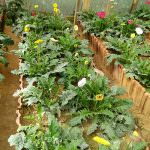 Chanchala Nursery