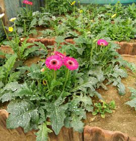 Chanchala Nursery