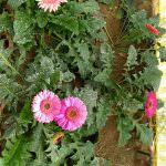 Chanchala Nursery