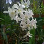 Pelwatte plant nursery