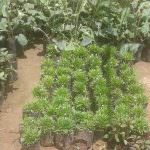 Visithuru Flower Nursery