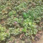 Visithuru Flower Nursery