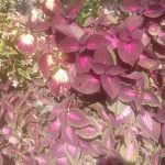 Pasindu Kavindu Mal Sevana