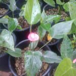 Pelwatte plant nursery