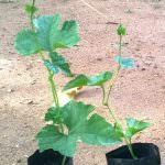 කැටලියා පැල තවාන (Kattleya Nurssary)