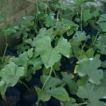 කැටලියා පැල තවාන (Kattleya Nurssary)