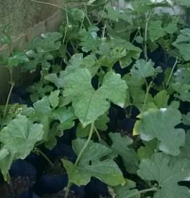 කැටලියා පැල තවාන (Kattleya Nurssary)