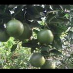 මින්දි ‍ප්‍රොඩක්ට් (Mindi Products)