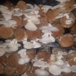 Hirumalee Bimmal Production Hirumalee Bimmal Production