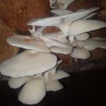 Hirumalee Bimmal Production Hirumalee Bimmal Production