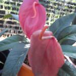 Charles roses plant nursry Charles roses plant nursry