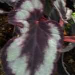 Charles roses plant nursry Charles roses plant nursry
