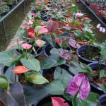 Charles roses plant nursry Charles roses plant nursry