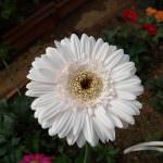 Charles roses plant nursry Charles roses plant nursry