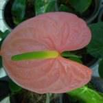Charles roses plant nursry Charles roses plant nursry