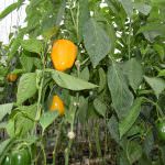 Nishshanka Vegetables