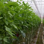 Dhanushka Green House