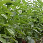 Dhanushka Green House
