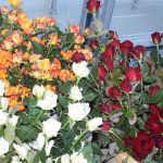 Dewmi Rosses