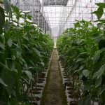 Dhanushka Green House