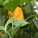 Nishshanka Vegetables