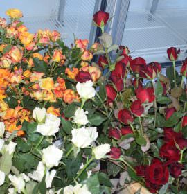 Dewmi Rosses