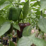 Dhanushka Green House