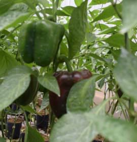 Dhanushka Green House