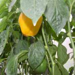 Nishshanka Vegetables