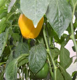 Nishshanka Vegetables