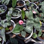 Sinethu Flower