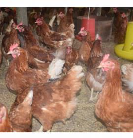 Nikapotha Farm