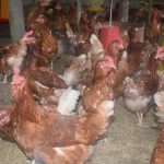 Nikapotha Farm