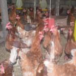 Nikapotha Farm