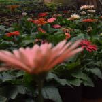 Nilmini Flower Nursery