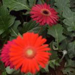 Nilmini Flower Nursery