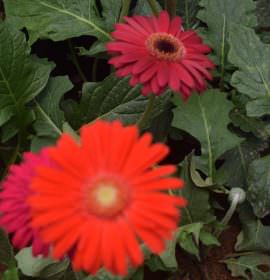Nilmini Flower Nursery