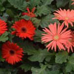 Nilmini Flower Nursery