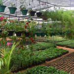 Nilmini Flower Nursery