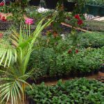 Nilmini Flower Nursery