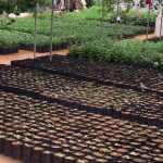 Nilmini Flower Nursery