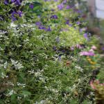 Diomond  Flower Nursery