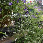 Diomond  Flower Nursery