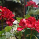 Diomond  Flower Nursery
