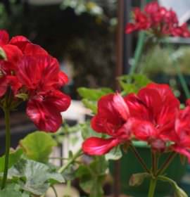 Diomond  Flower Nursery