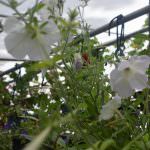 Diomond  Flower Nursery